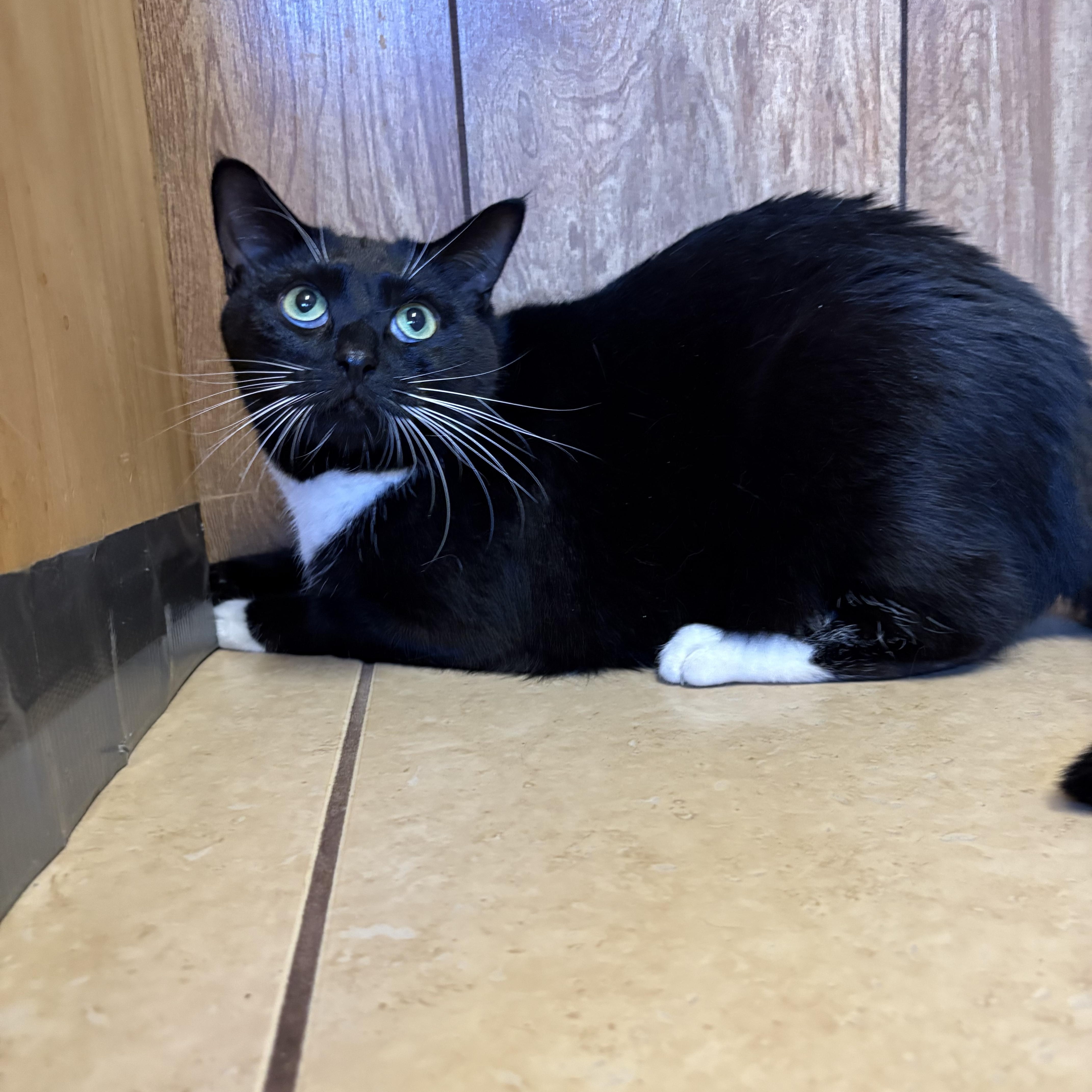Oreo, Adoptable, Adult Female Tuxedo.