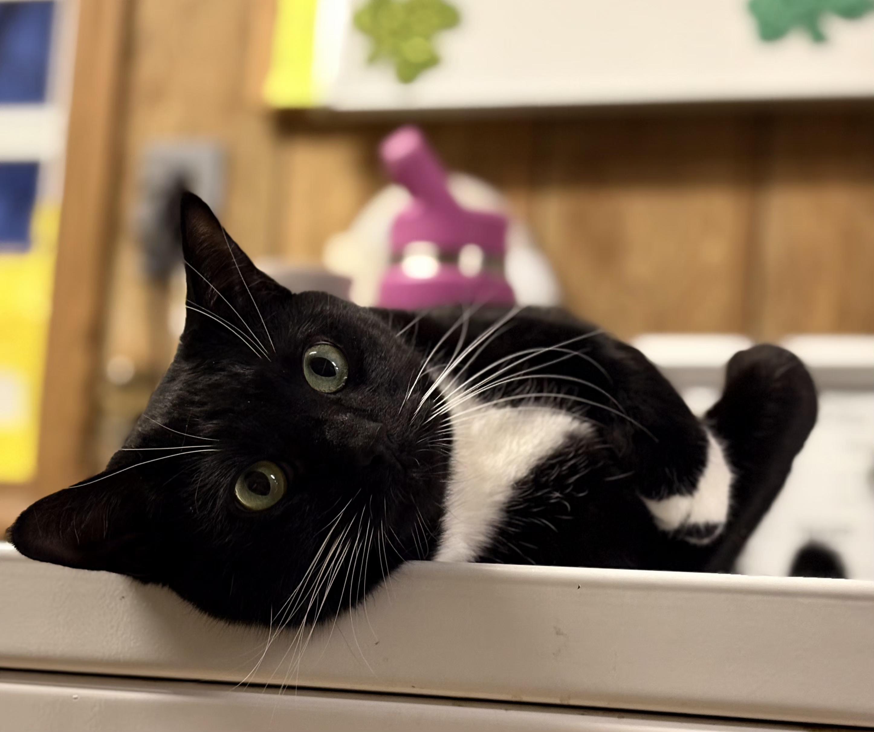 Enlarge Oreo, an adoptable Tuxedo in Linden, NJ image 2/6