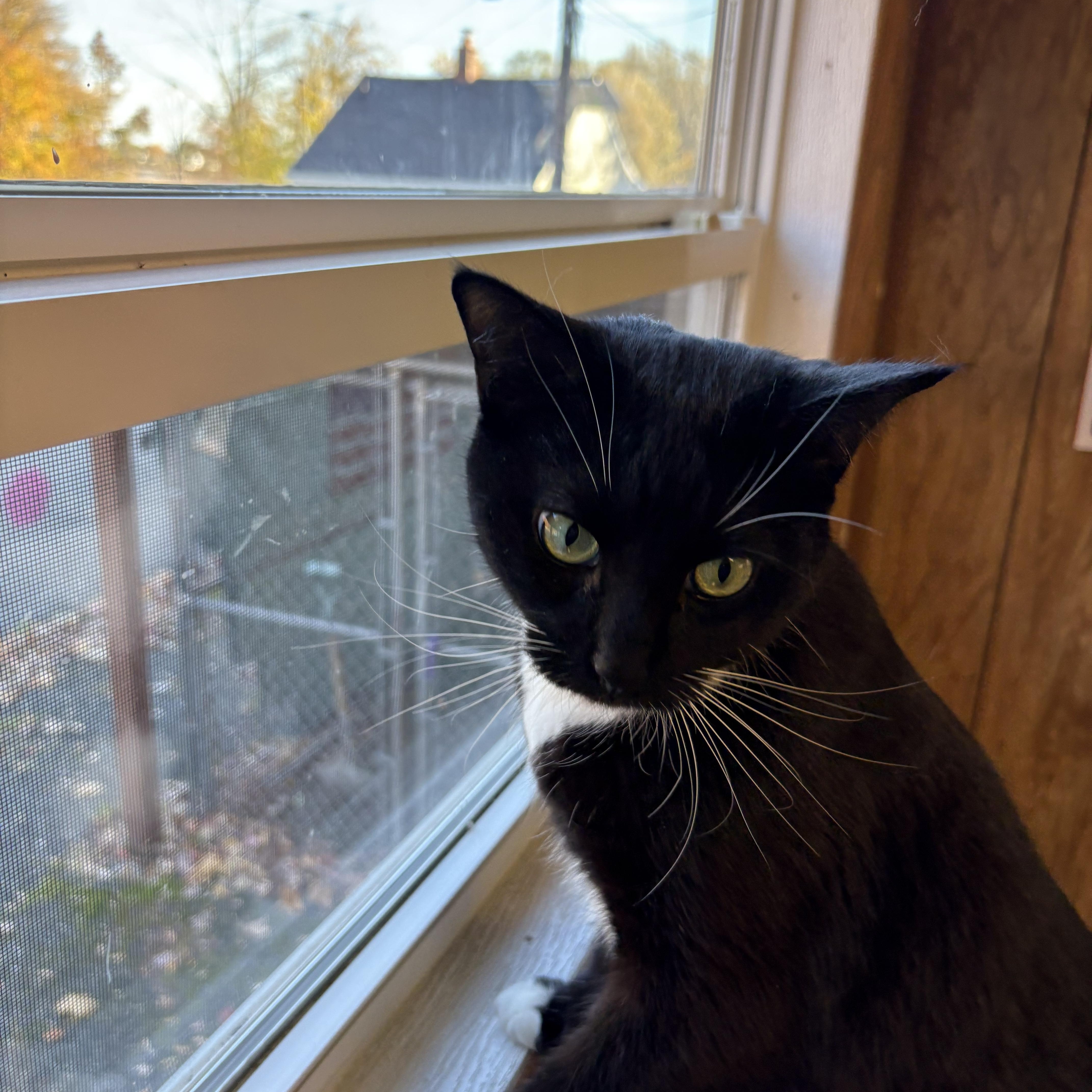 Oreo, a Adoptable Tuxedo in Linden, NJ image 3/4