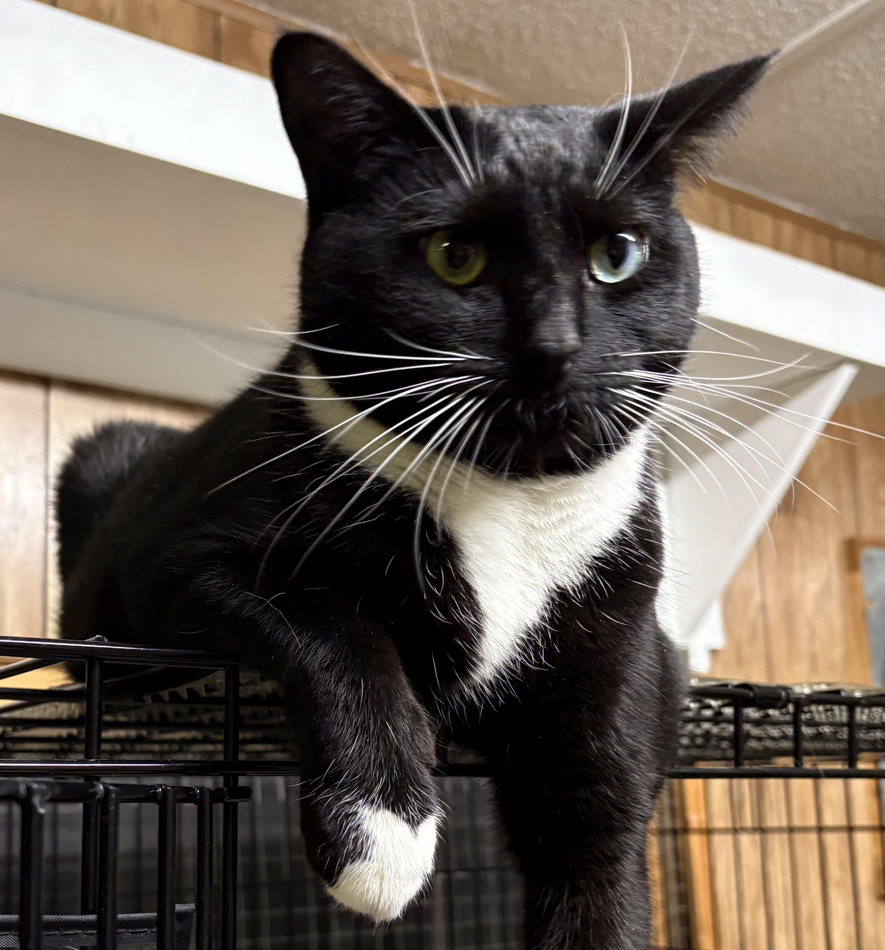 Enlarge Oreo, an adoptable Tuxedo in Linden, NJ image 5/6