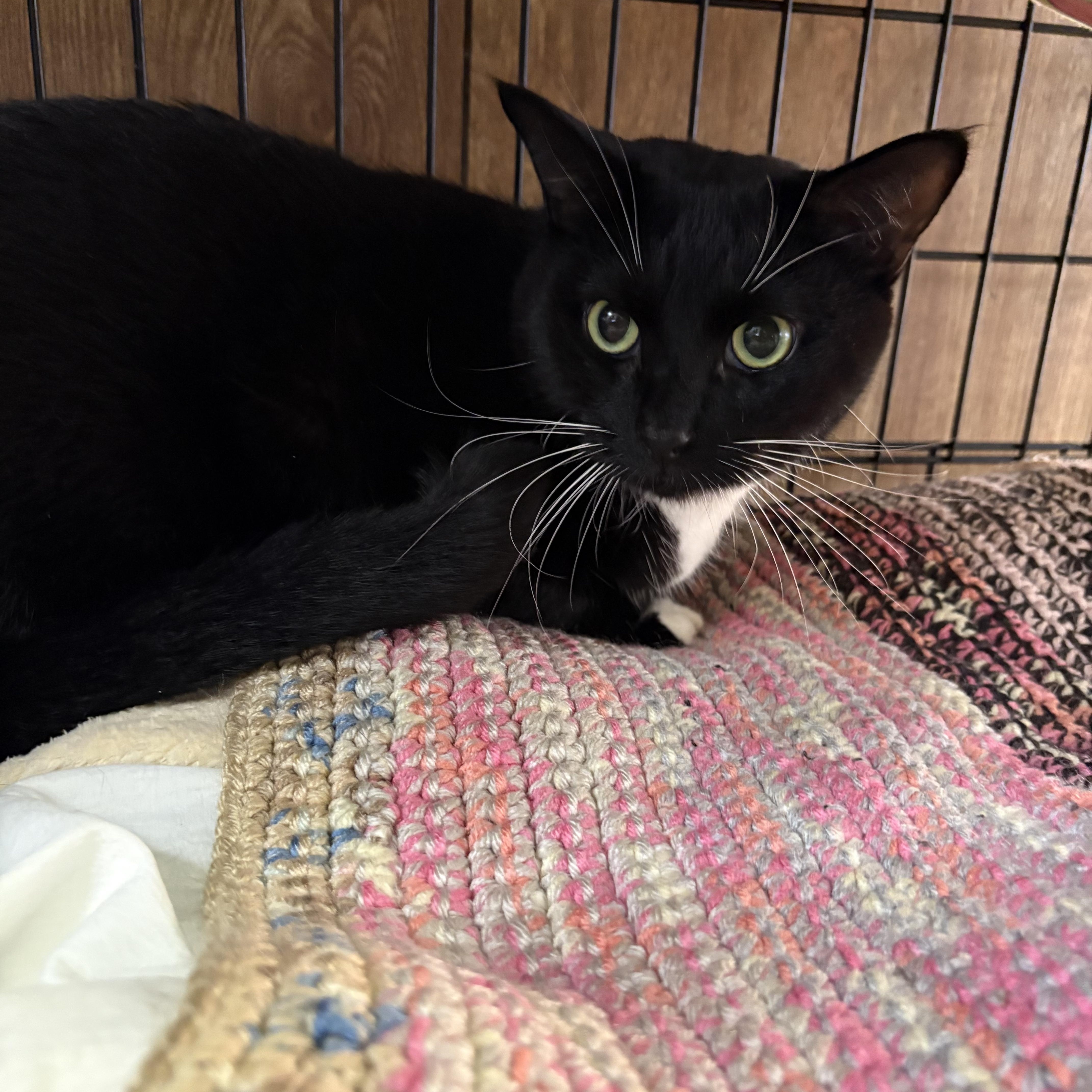 Oreo, a Adoptable Tuxedo in Linden, NJ image 4/4