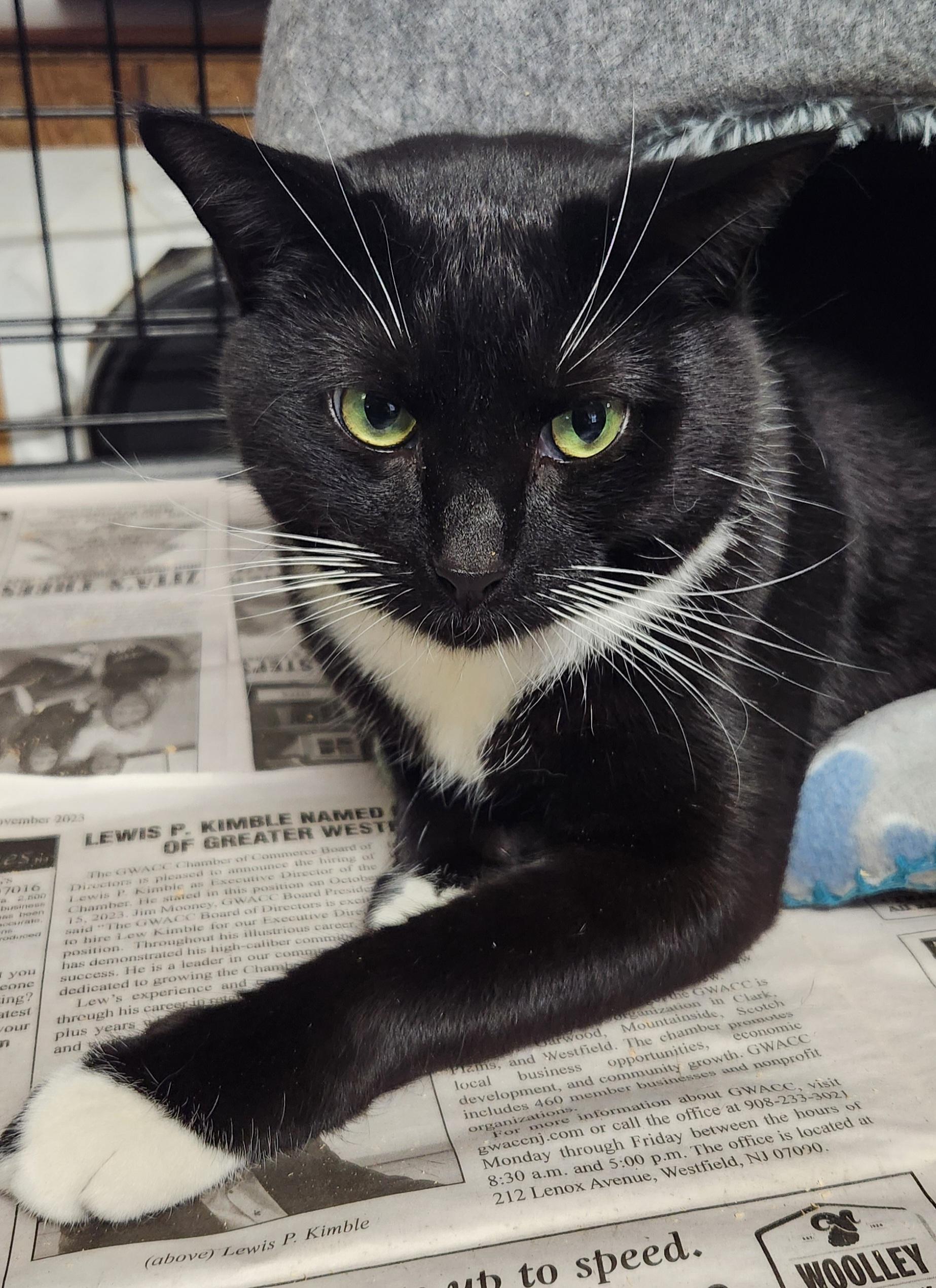 Enlarge Oreo, an adoptable Tuxedo in Linden, NJ image 6/6