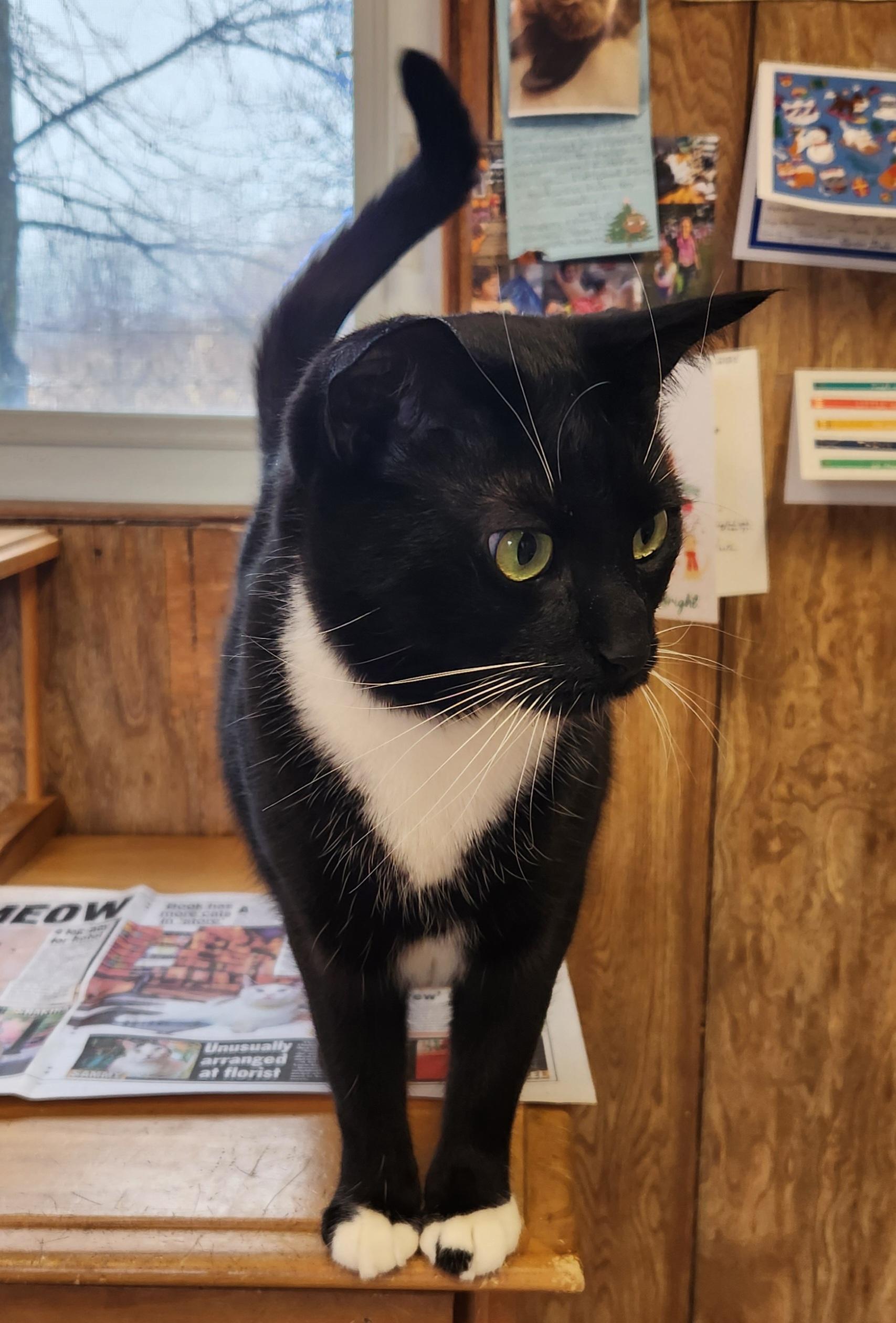 Enlarge Oreo, an adoptable Tuxedo in Linden, NJ image 1/6