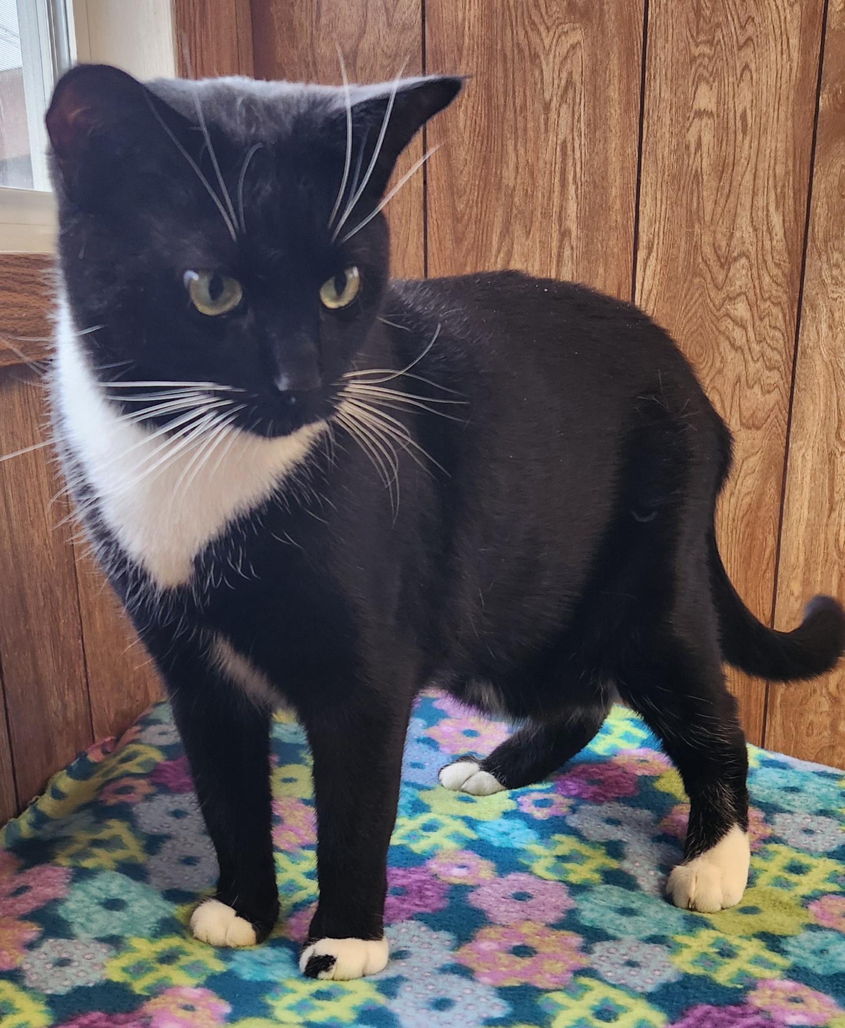 Enlarge Oreo, an adoptable Tuxedo in Linden, NJ image 4/6