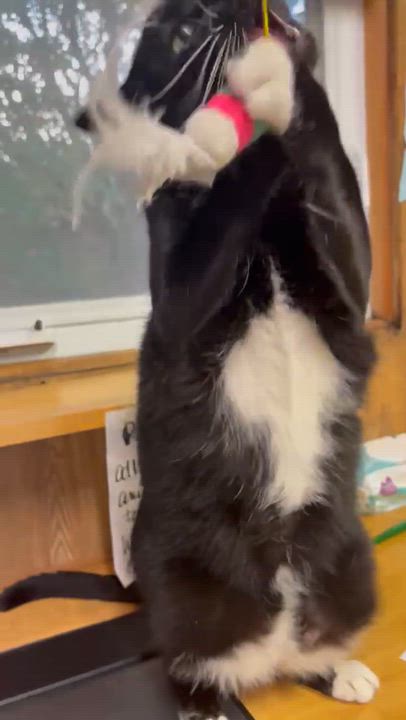 Enlarge Oreo, a Adoptable Tuxedo in Linden, NJ video 6/6
