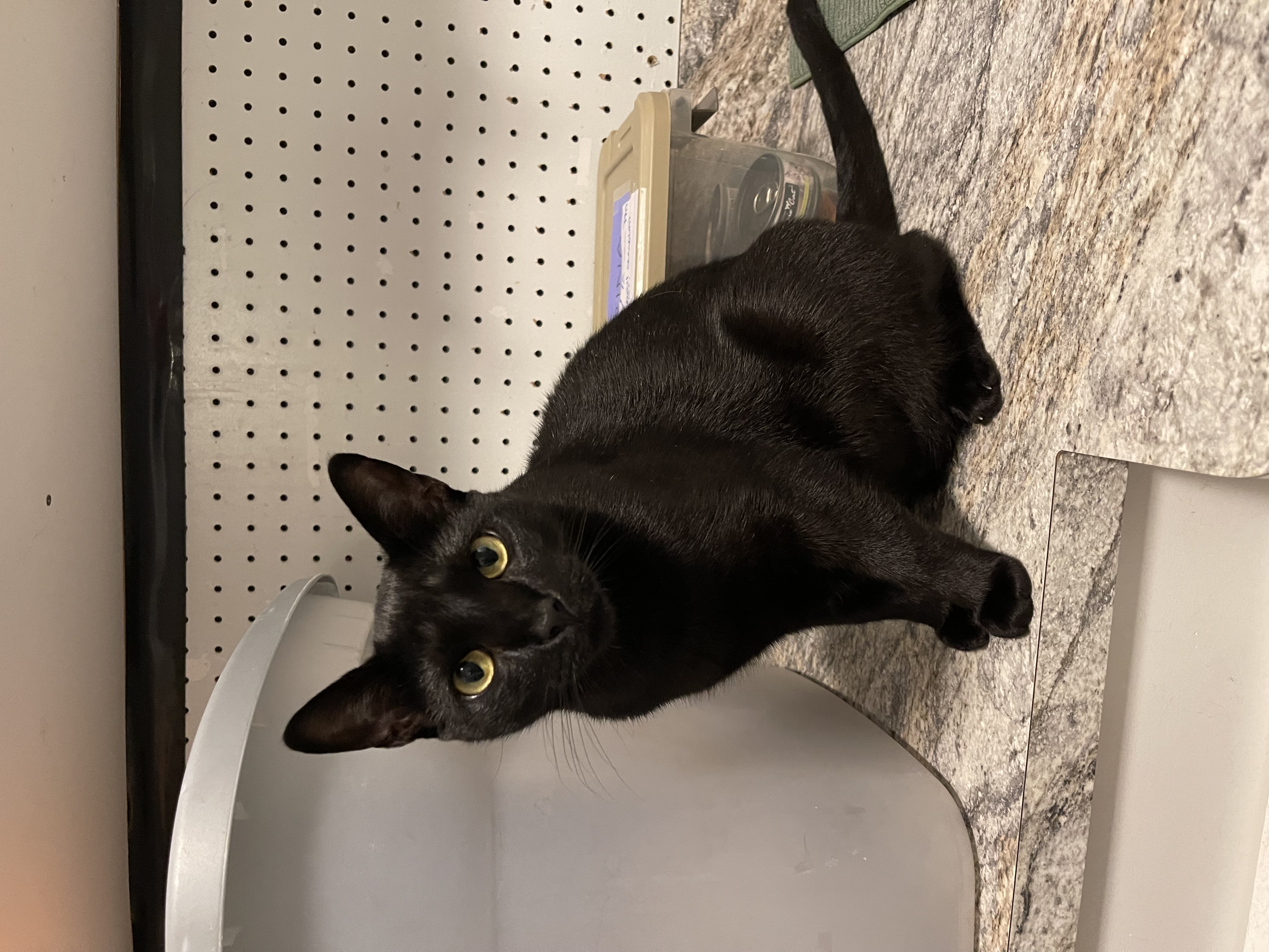 Dixie, a Adoptable Domestic Short Hair in New Haven, CT image 4/6