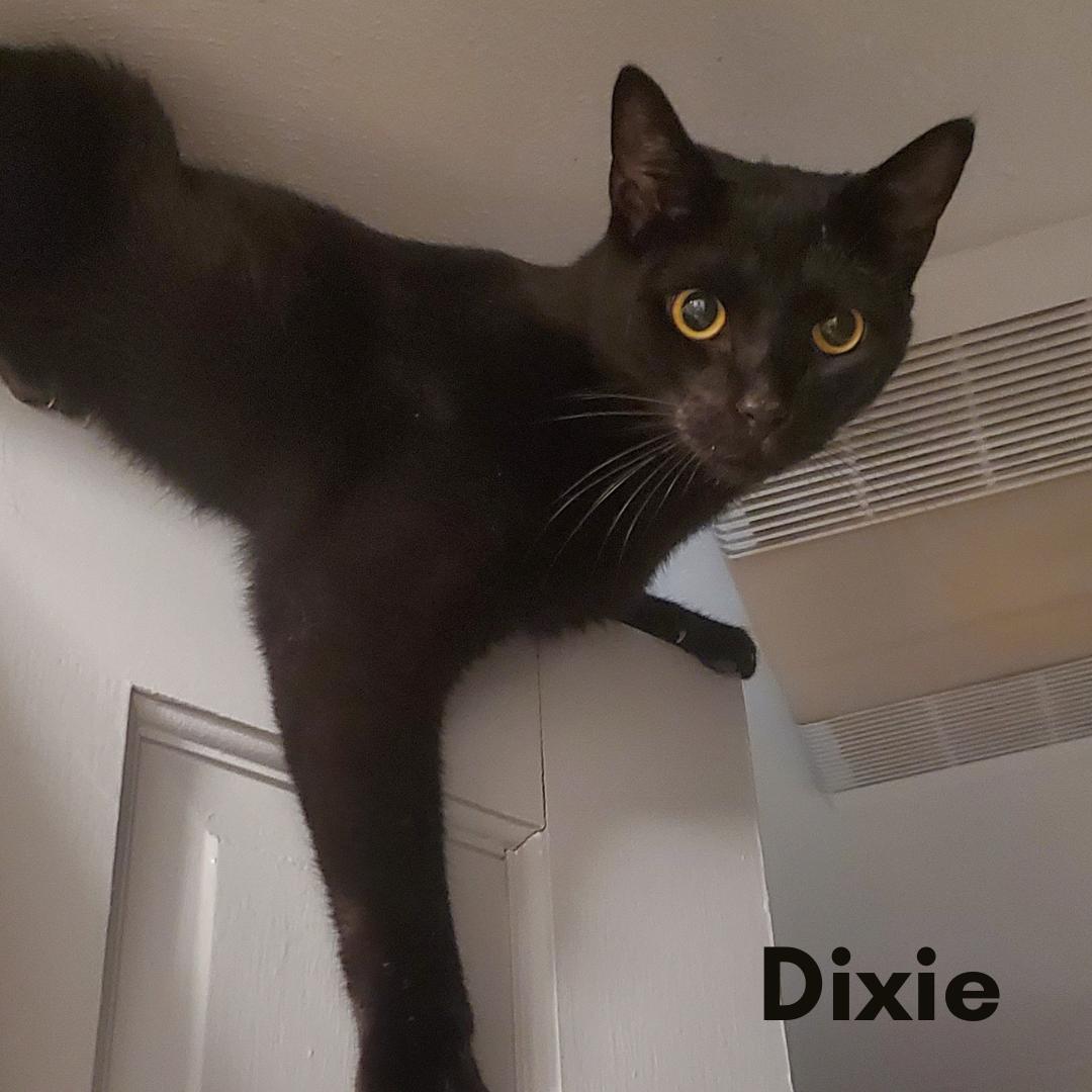 Dixie