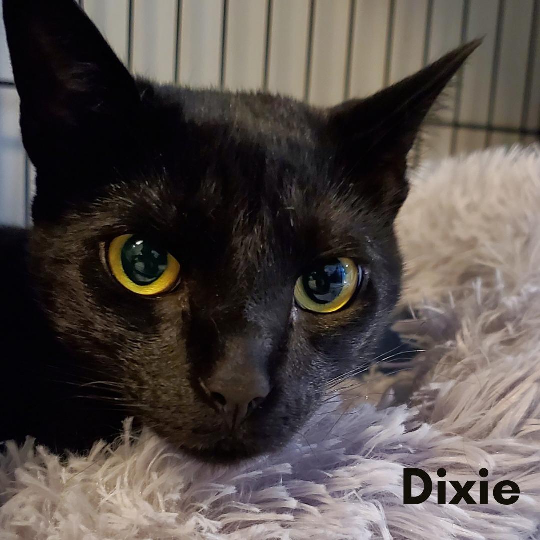 Dixie, a Adoptable Domestic Short Hair in New Haven, CT image 2/6