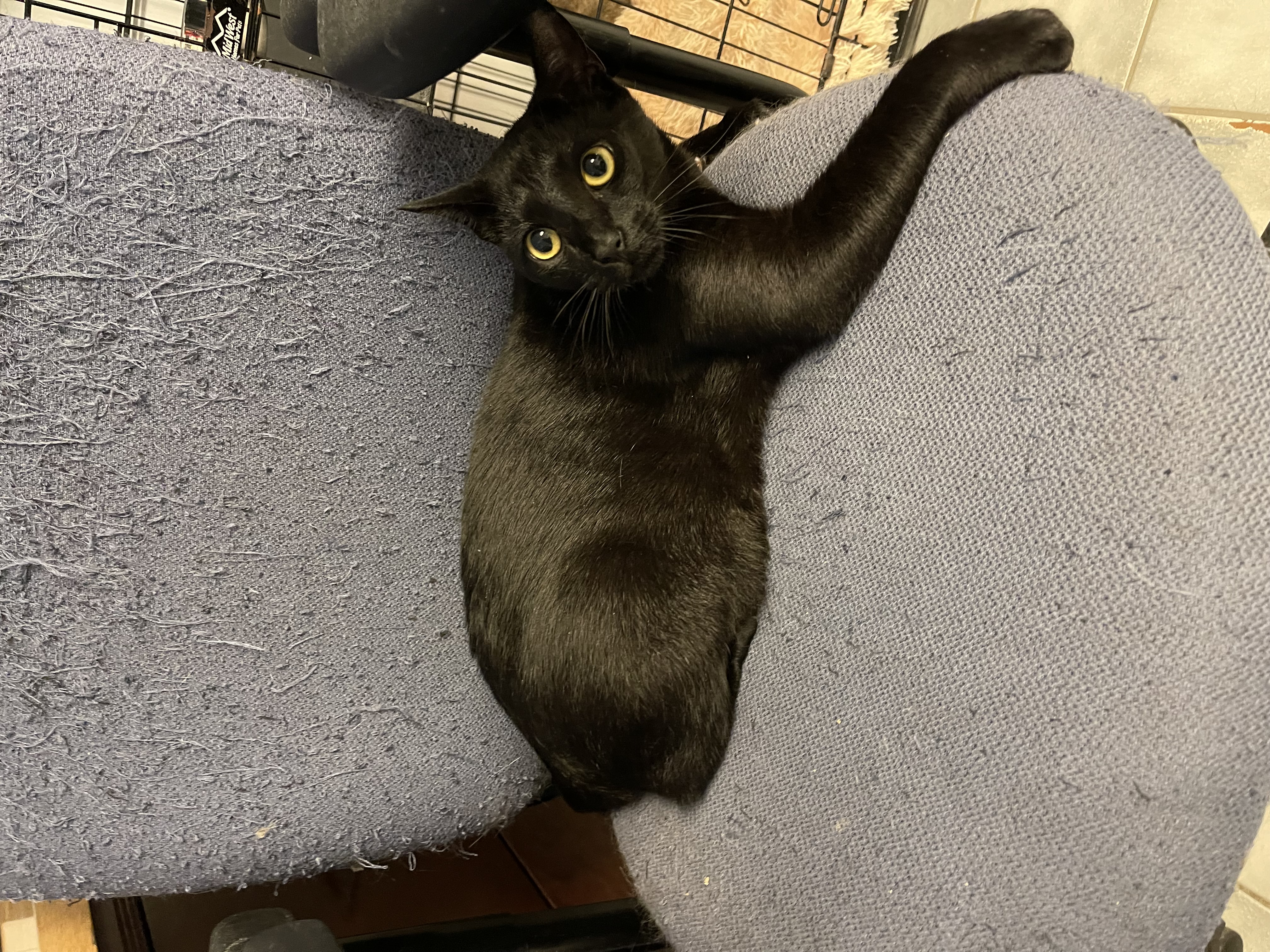 Dixie, a Adoptable Domestic Short Hair in New Haven, CT image 3/6