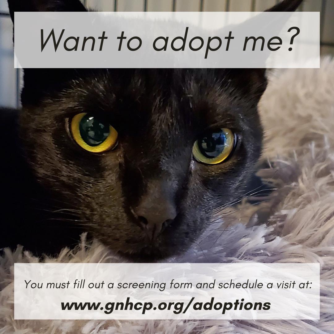 Dixie, a Adoptable Domestic Short Hair in New Haven, CT image 6/6