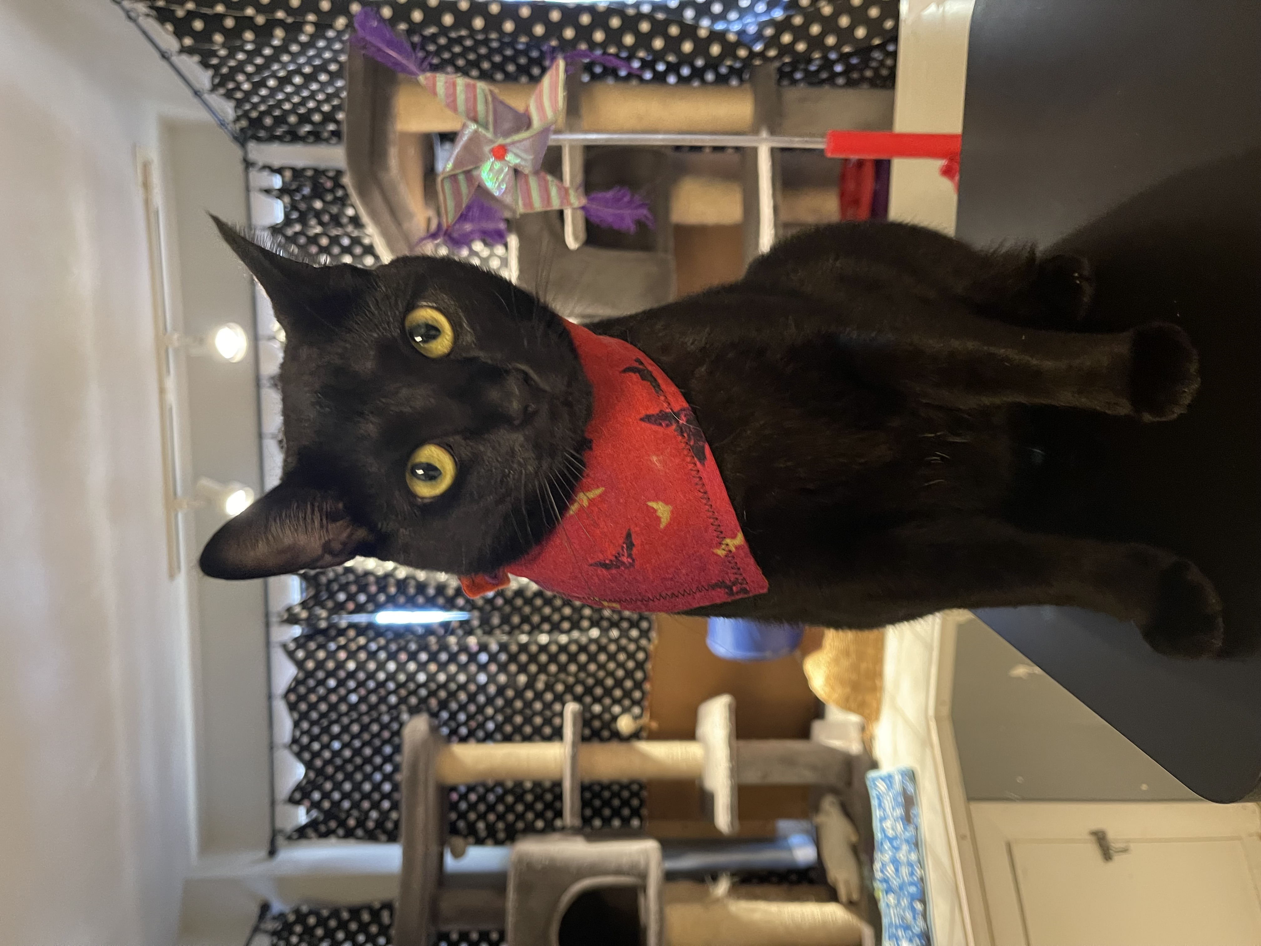Dixie, a Adoptable Domestic Short Hair in New Haven, CT image 5/6
