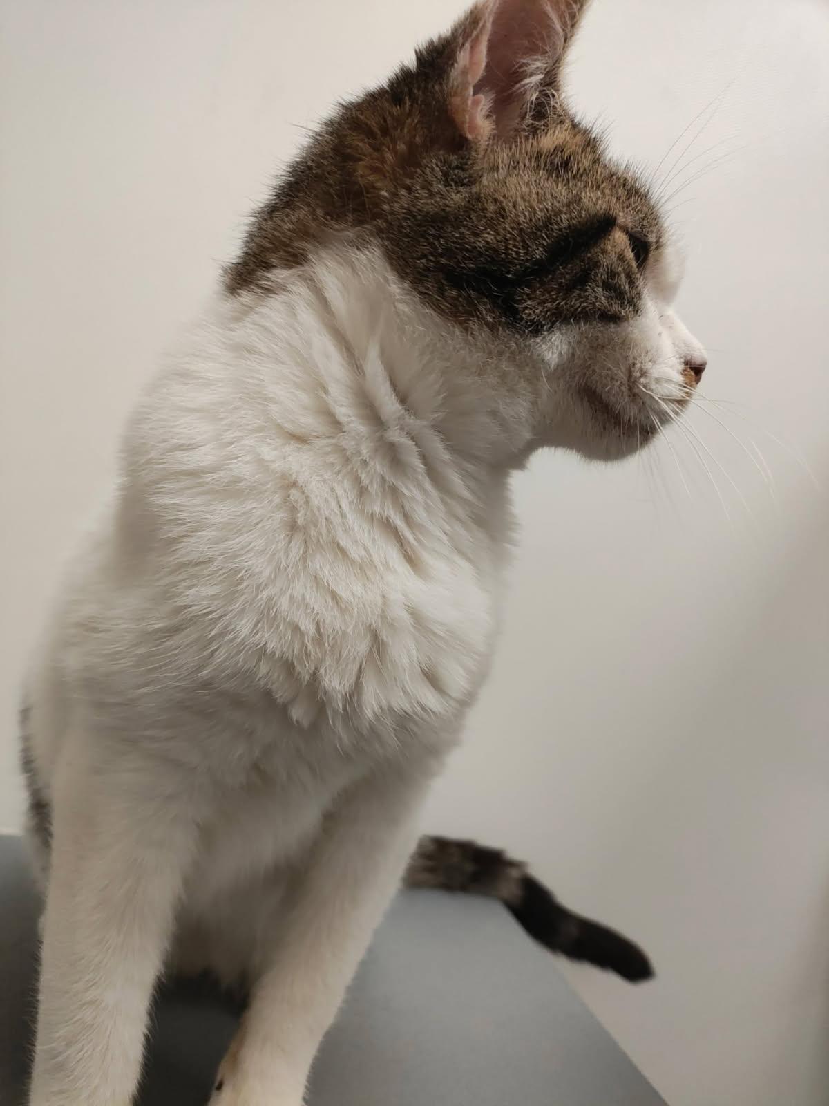 Enlarge Havok, an adoptable Domestic Short Hair in staten island, NY image 2/3