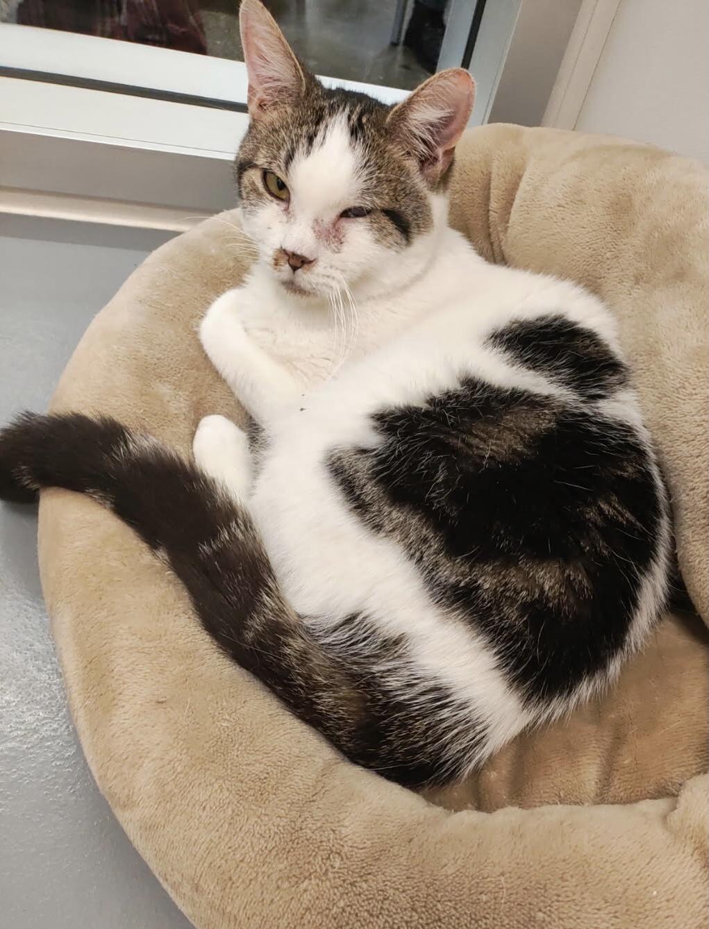 Enlarge Havok, an adoptable Domestic Short Hair in staten island, NY image 1/3