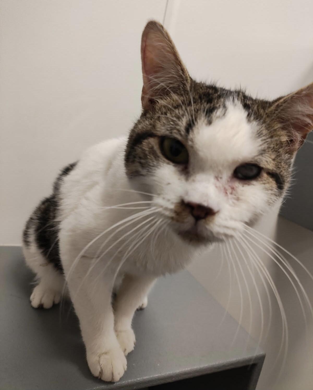 Enlarge Havok, an adoptable Domestic Short Hair in staten island, NY image 3/3