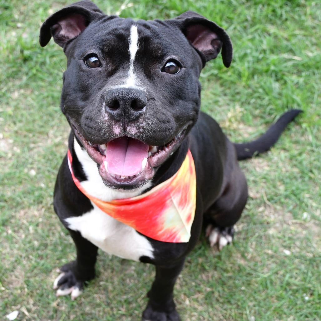 Enlarge Devo, a Adoptable Pit Bull Terrier in Beaumont, TX image 1/6