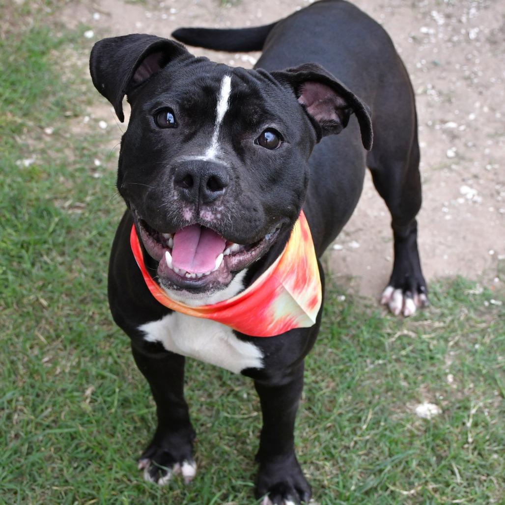 Enlarge Devo, a Adoptable Pit Bull Terrier in Beaumont, TX image 2/6