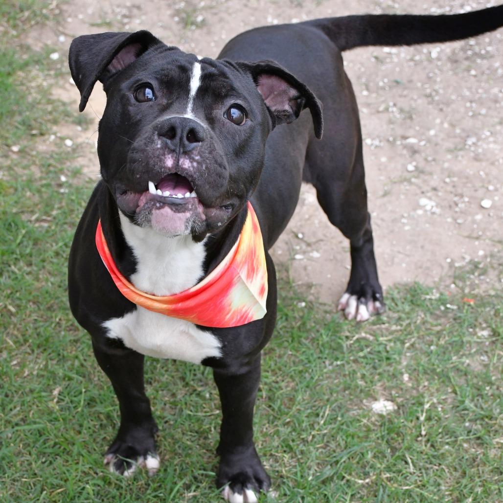 Enlarge Devo, a Adoptable Pit Bull Terrier in Beaumont, TX image 3/6