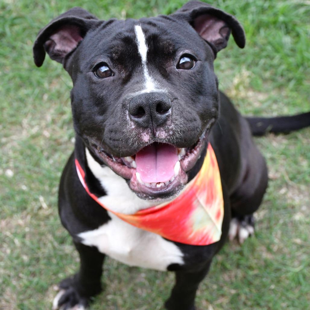 Enlarge Devo, a Adoptable Pit Bull Terrier in Beaumont, TX image 4/6
