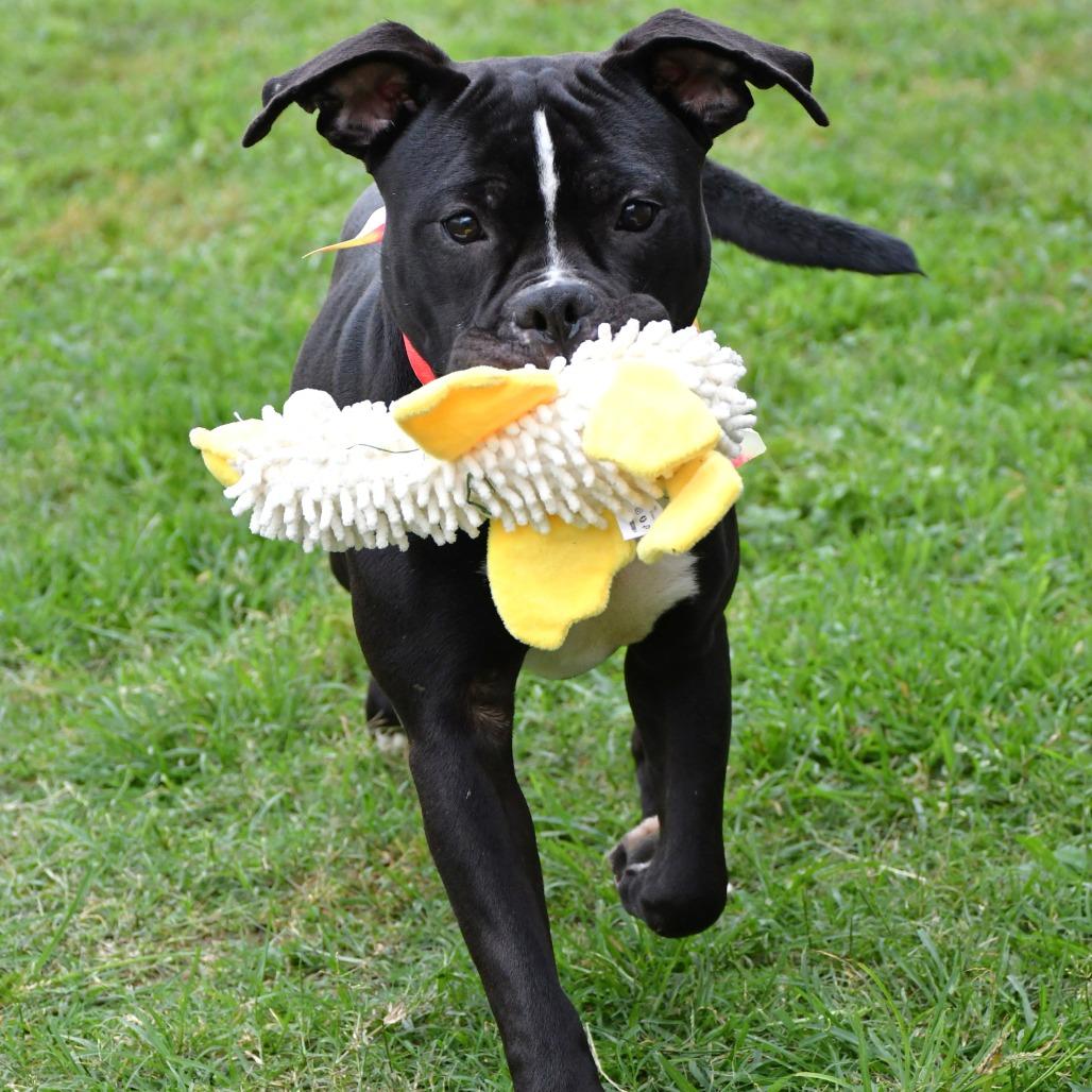 Enlarge Devo, a Adoptable Pit Bull Terrier in Beaumont, TX image 5/6