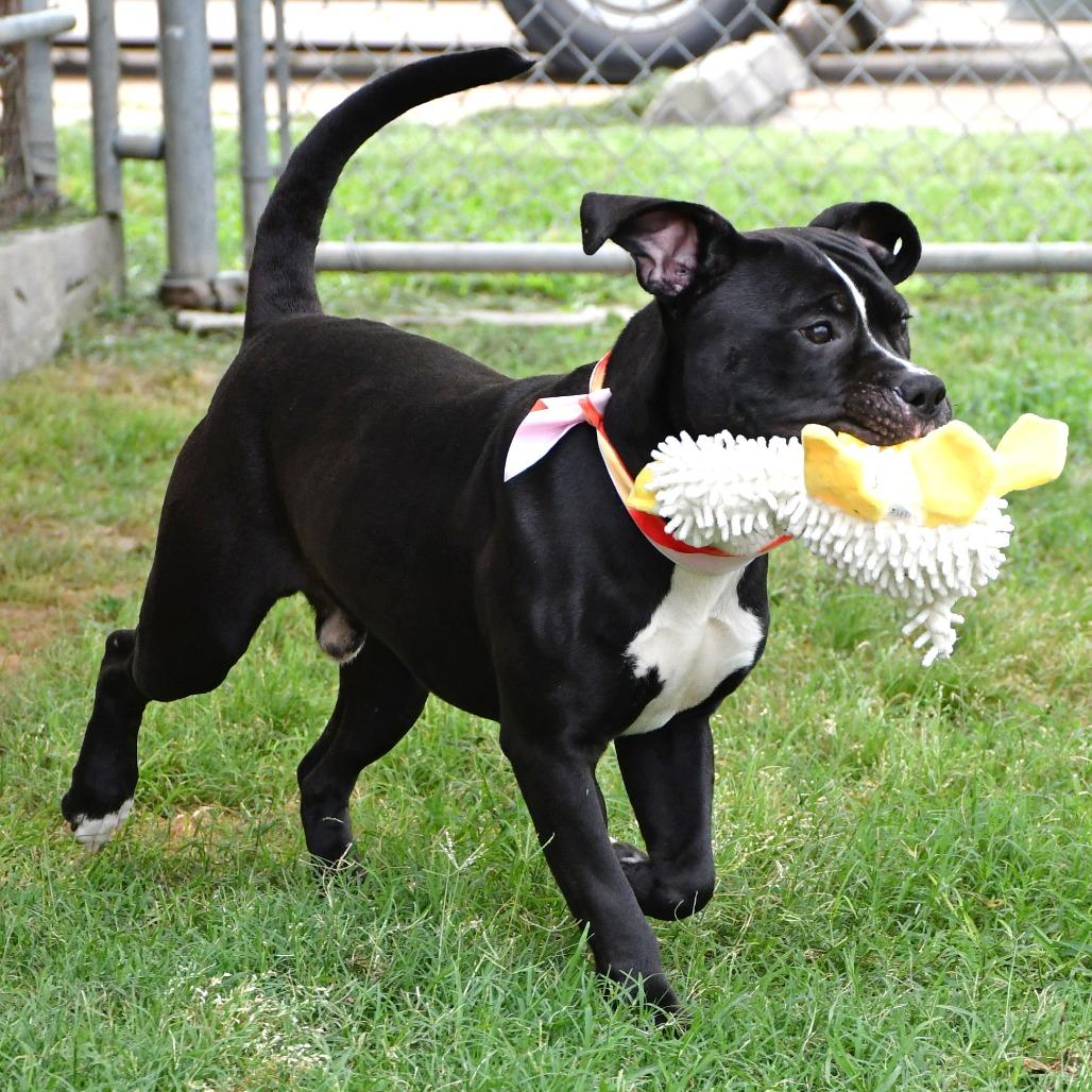 Enlarge Devo, a Adoptable Pit Bull Terrier in Beaumont, TX image 6/6
