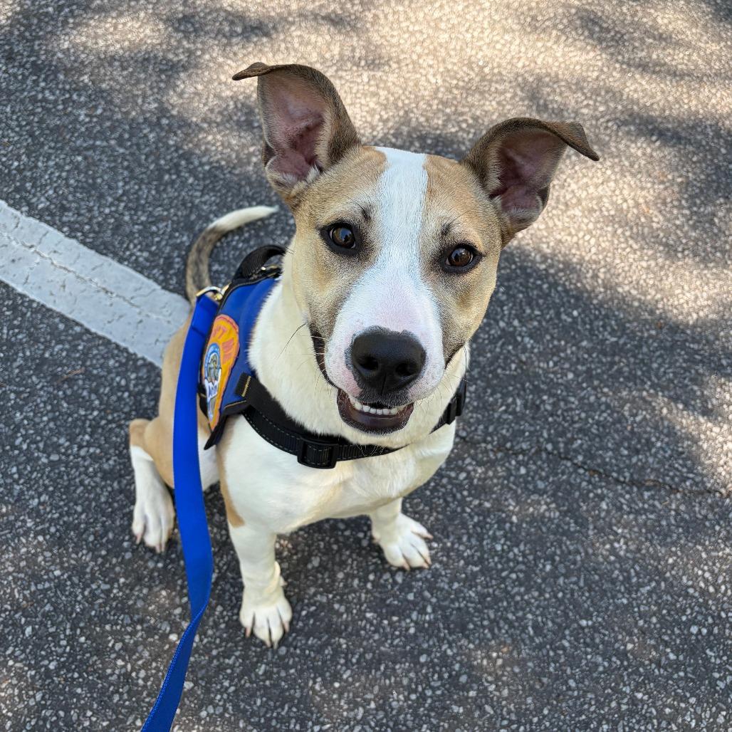 Enlarge Kraken, a Adoptable mixed breed in Greenville, SC image 1/6
