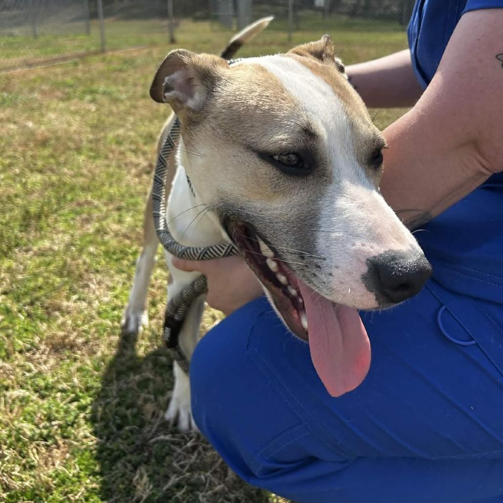 Enlarge Kraken, a Adoptable mixed breed in Greenville, SC image 2/6