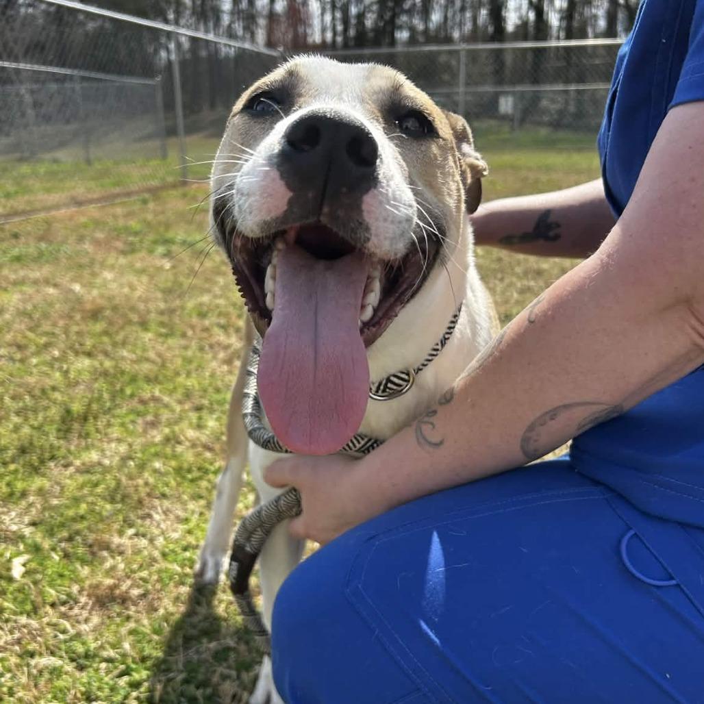 Enlarge Kraken, a Adoptable mixed breed in Greenville, SC image 3/6