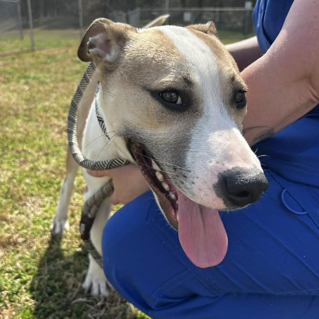 Enlarge Kraken, a Adoptable mixed breed in Greenville, SC image 4/6