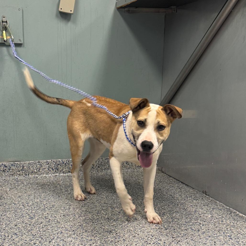 Enlarge Kraken, a Adoptable mixed breed in Greenville, SC image 5/6