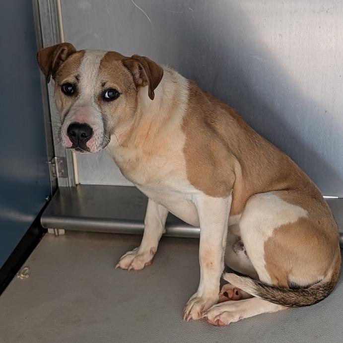 Enlarge Kraken, a Adoptable mixed breed in Greenville, SC image 6/6