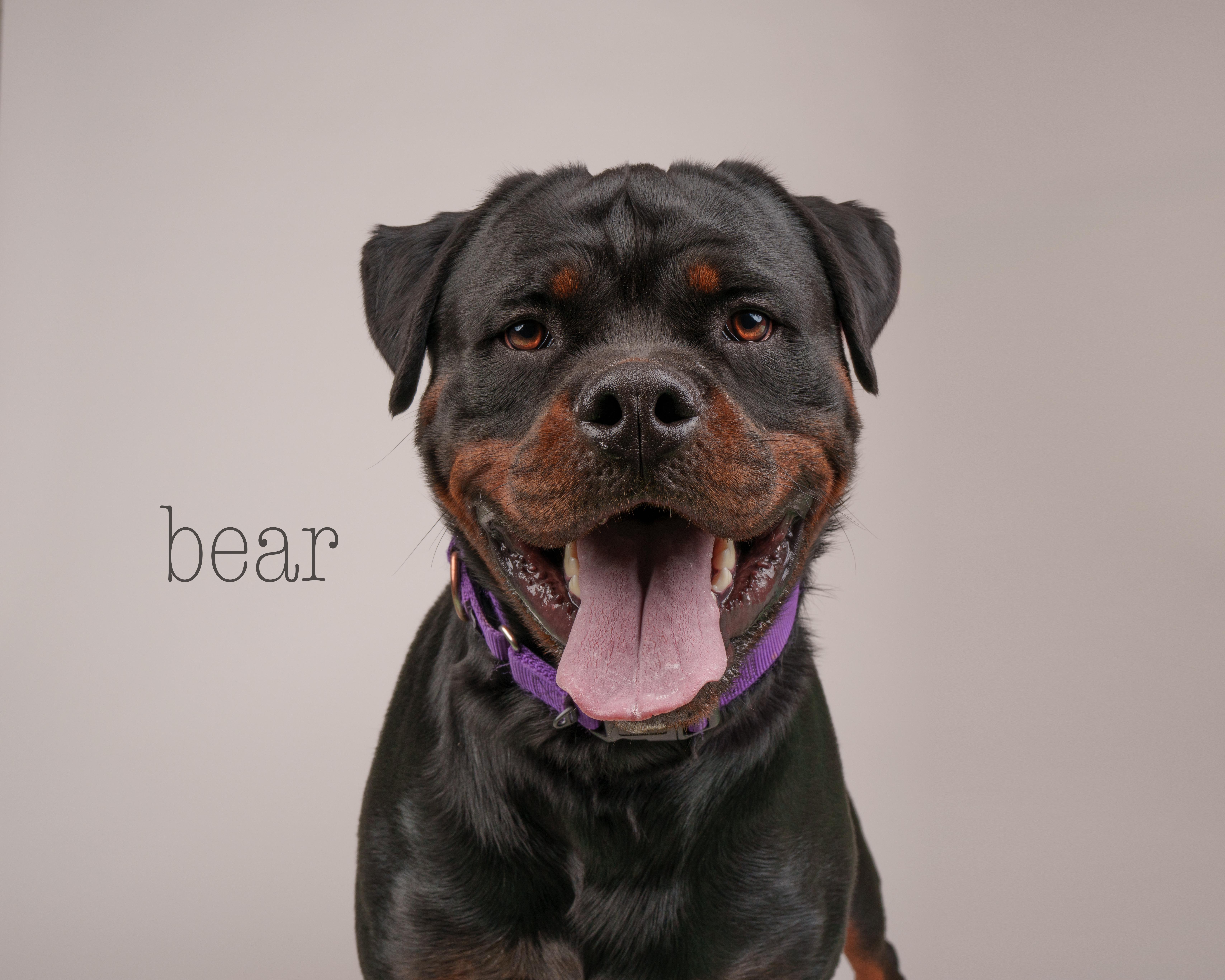 Bear