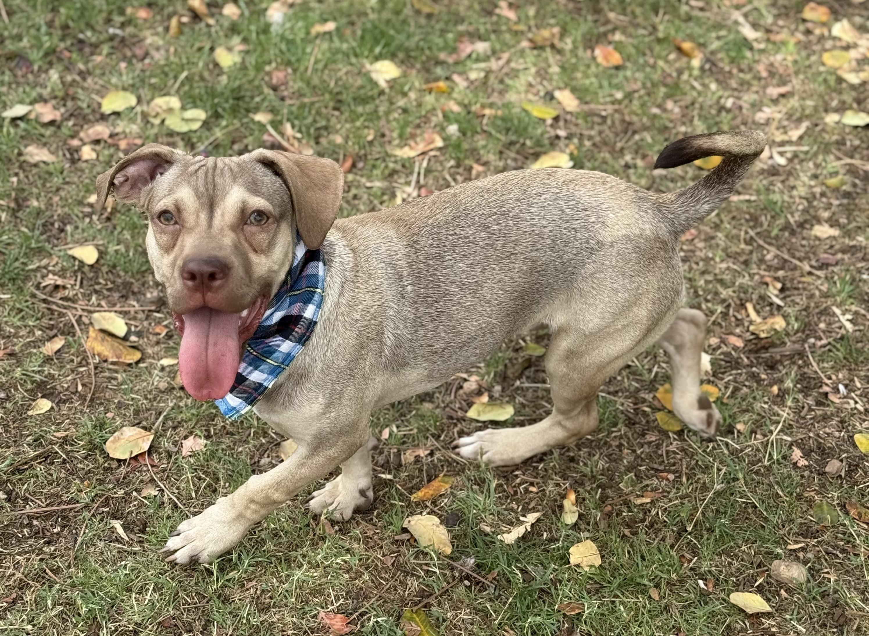 Enlarge Shrimp, a Adoptable mixed breed in Phoenix, AZ image 1/4