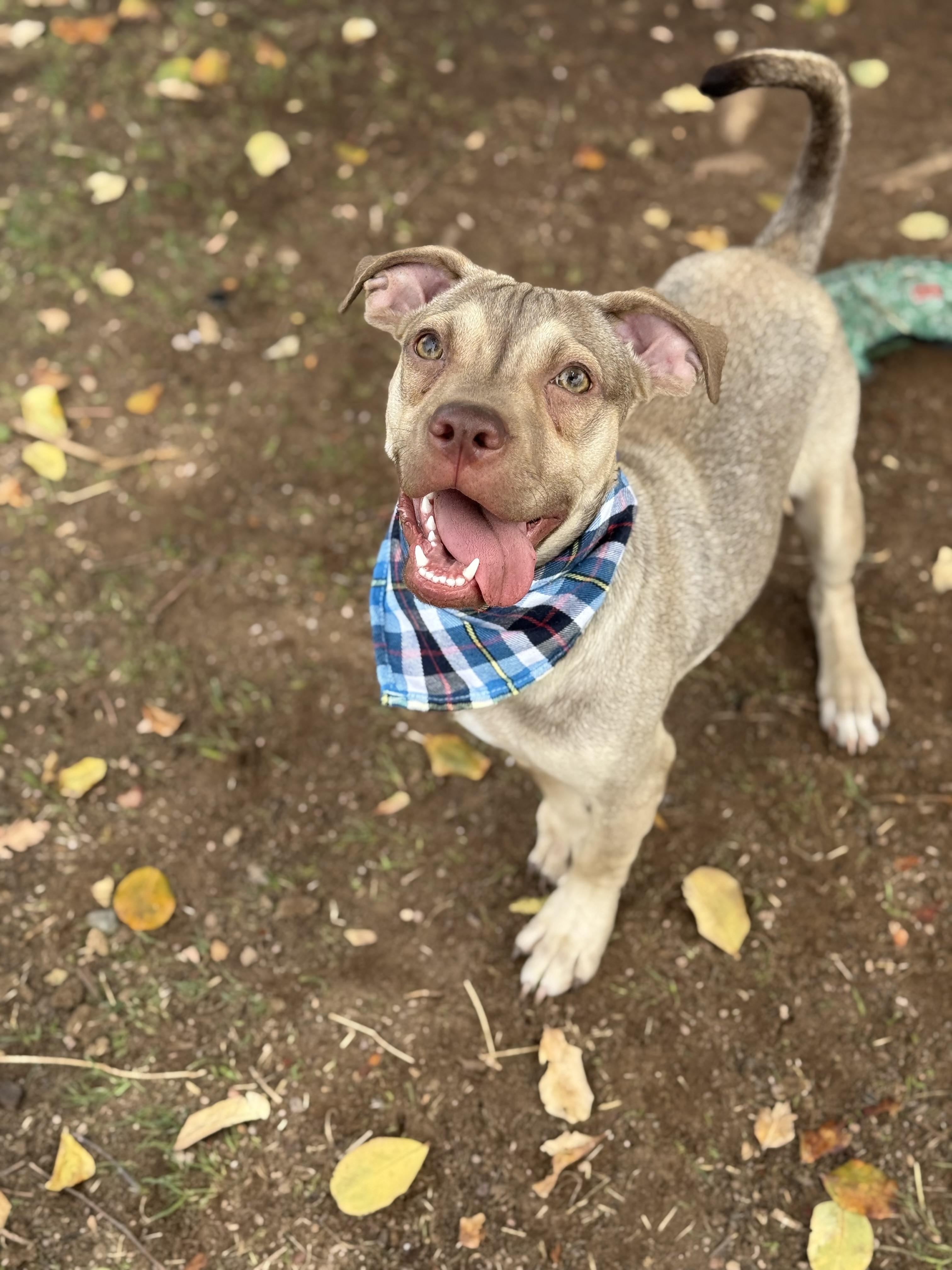 Enlarge Shrimp, a Adoptable mixed breed in Phoenix, AZ image 2/4
