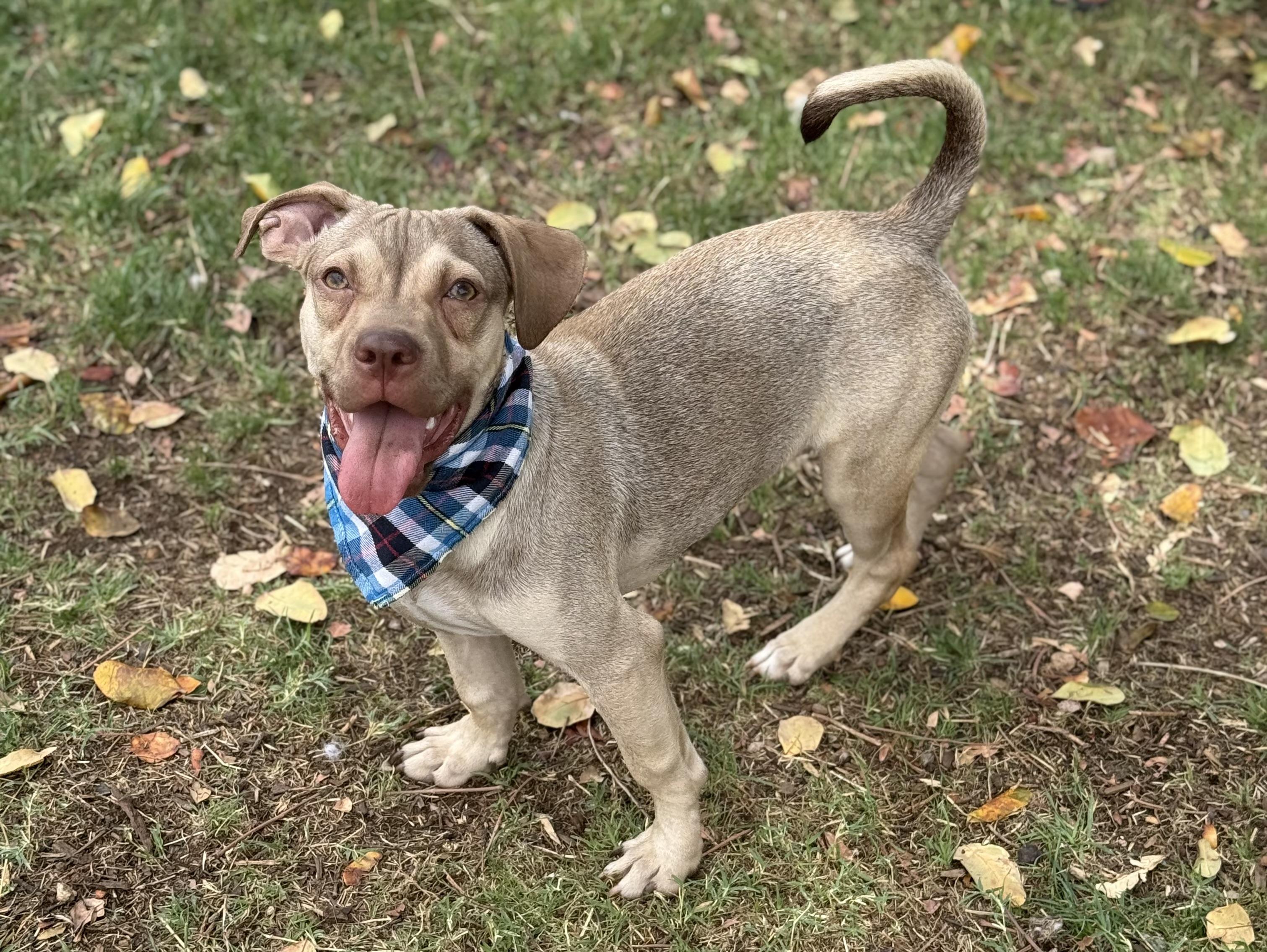 Enlarge Shrimp, a Adoptable mixed breed in Phoenix, AZ image 3/4