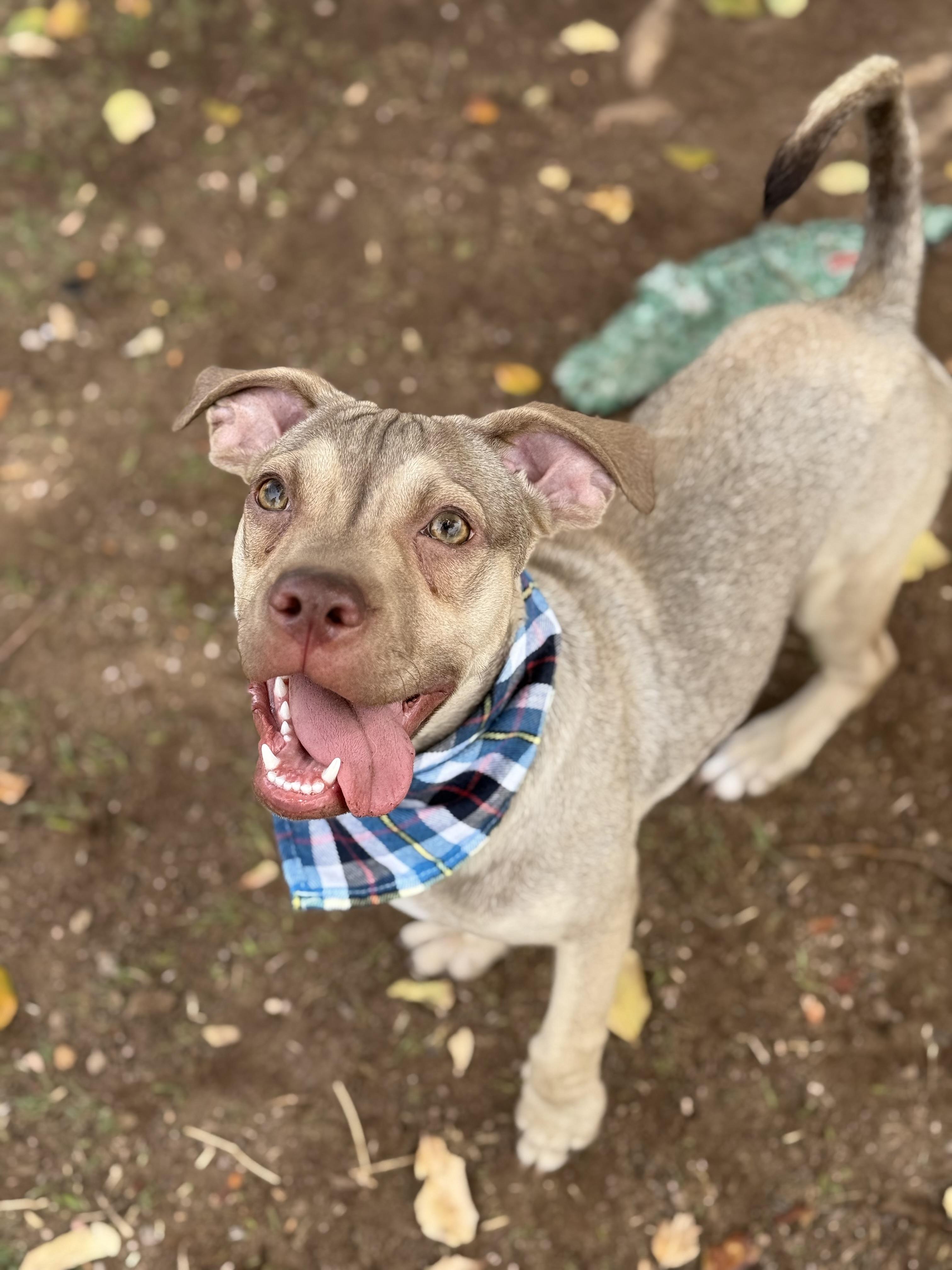 Enlarge Shrimp, a Adoptable mixed breed in Phoenix, AZ image 4/4