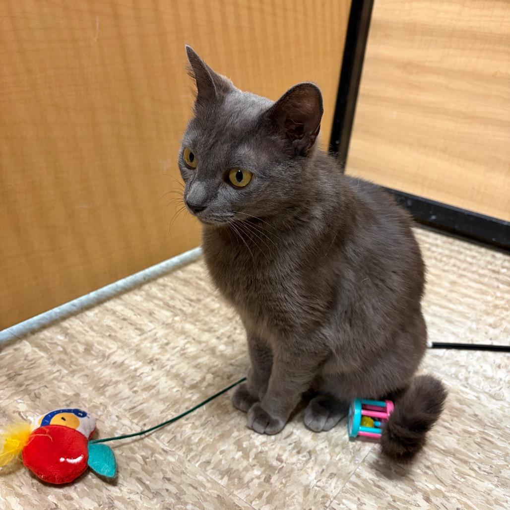 Honda, a Adoptable Domestic Short Hair in Monroe, MI image 1/6