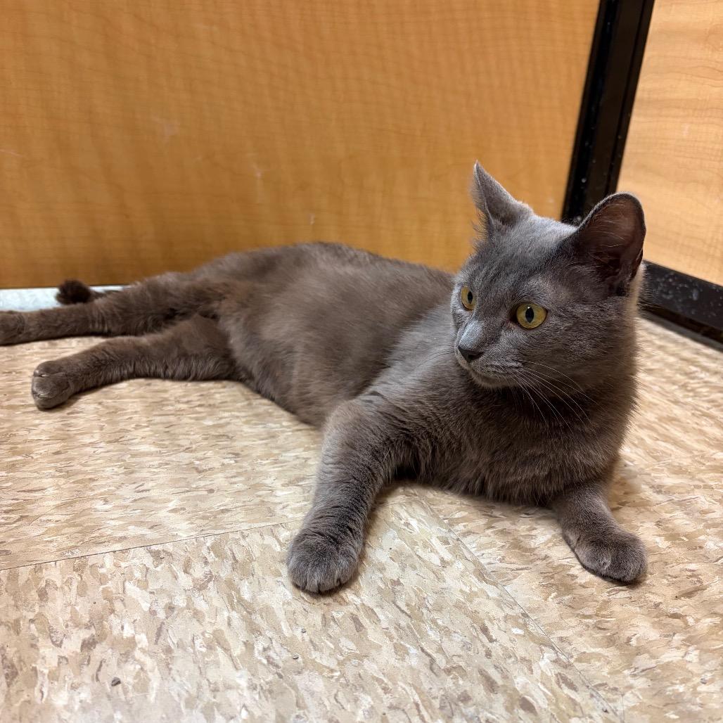 Honda, a Adoptable Domestic Short Hair in Monroe, MI image 2/6