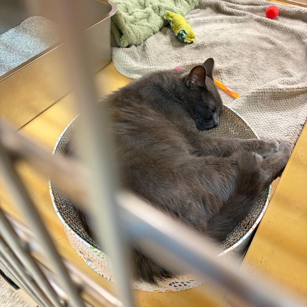 Honda, a Adoptable Domestic Short Hair in Monroe, MI image 3/6