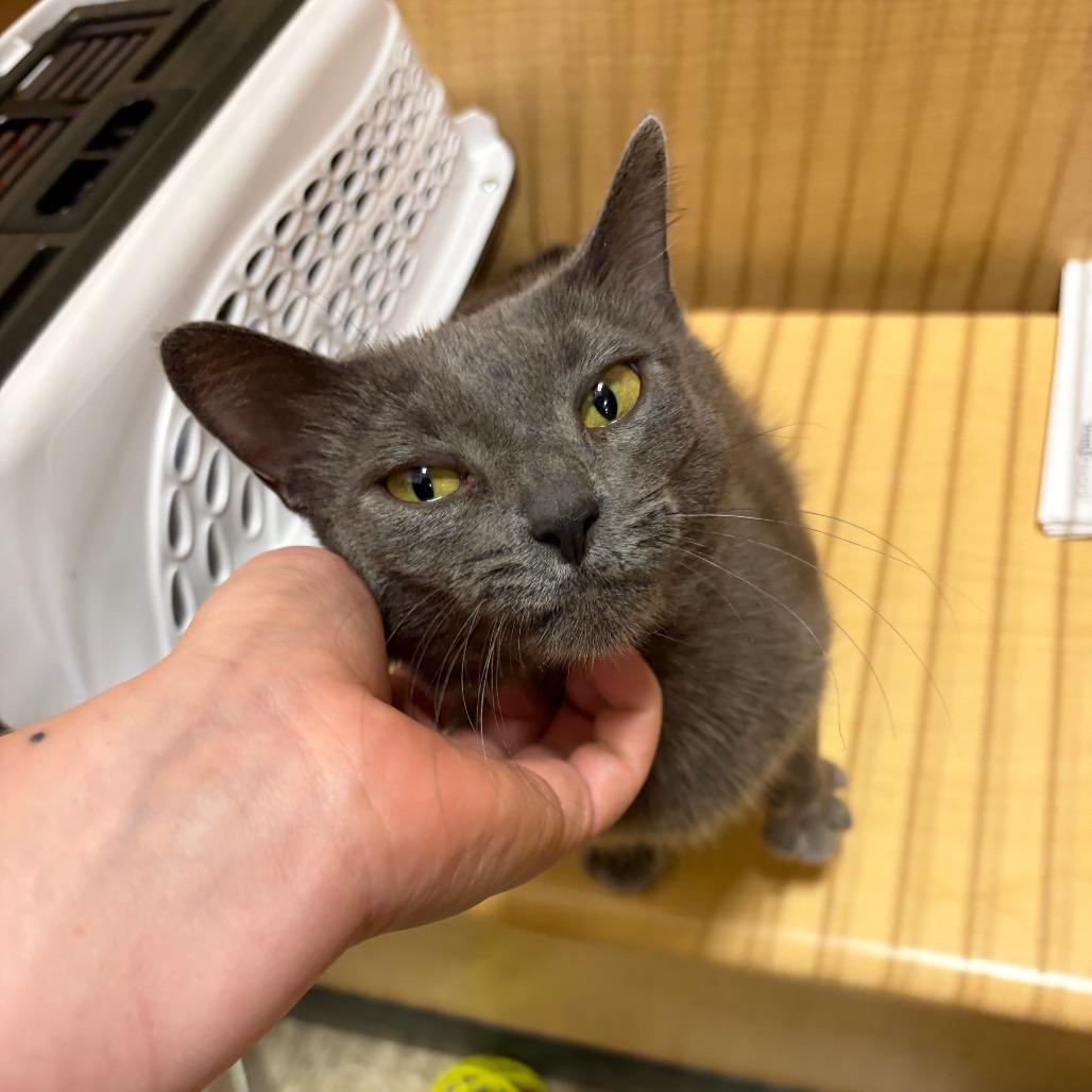 Honda, a Adoptable Domestic Short Hair in Monroe, MI image 4/6