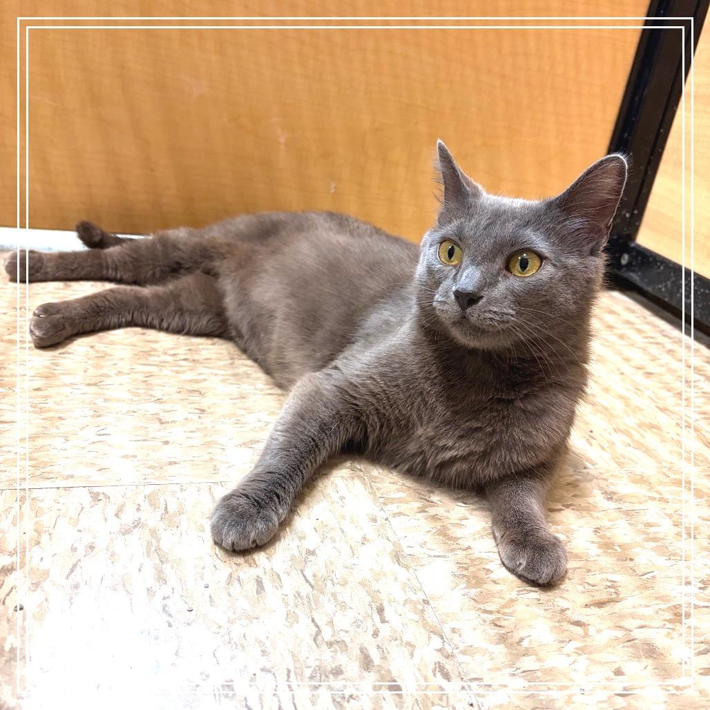 Honda, a Adoptable Domestic Short Hair in Monroe, MI image 5/6
