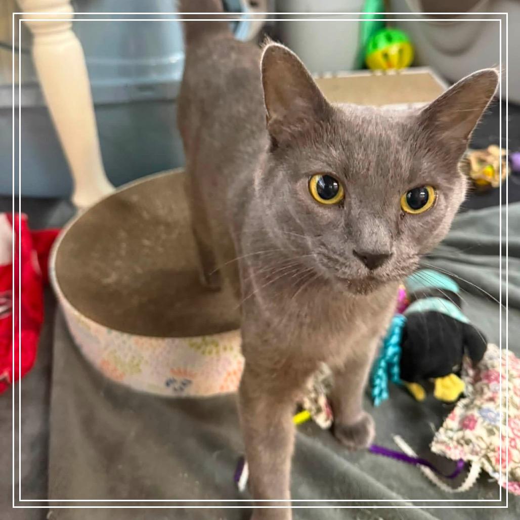 Honda, a Adoptable Domestic Short Hair in Monroe, MI image 6/6