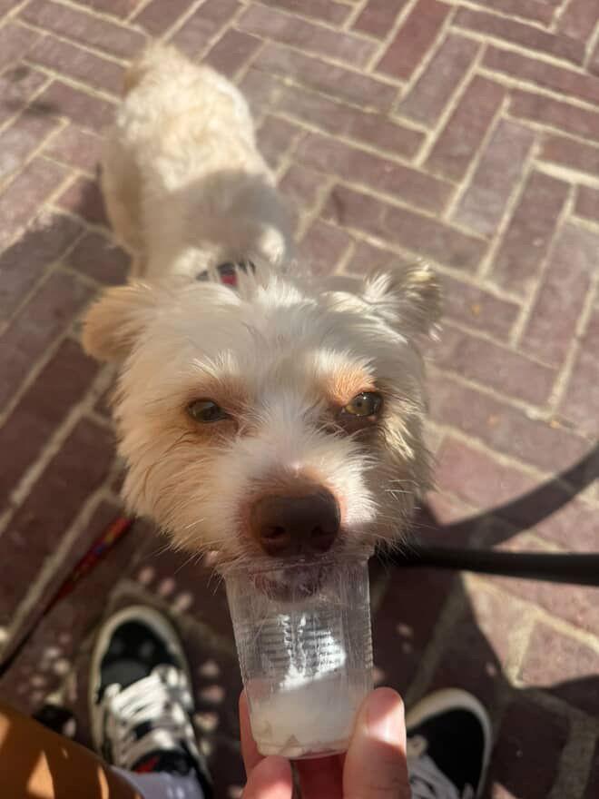 Enlarge Noodles, a Adoptable West Highland White Terrier / Westie in Houston, TX image 1/3