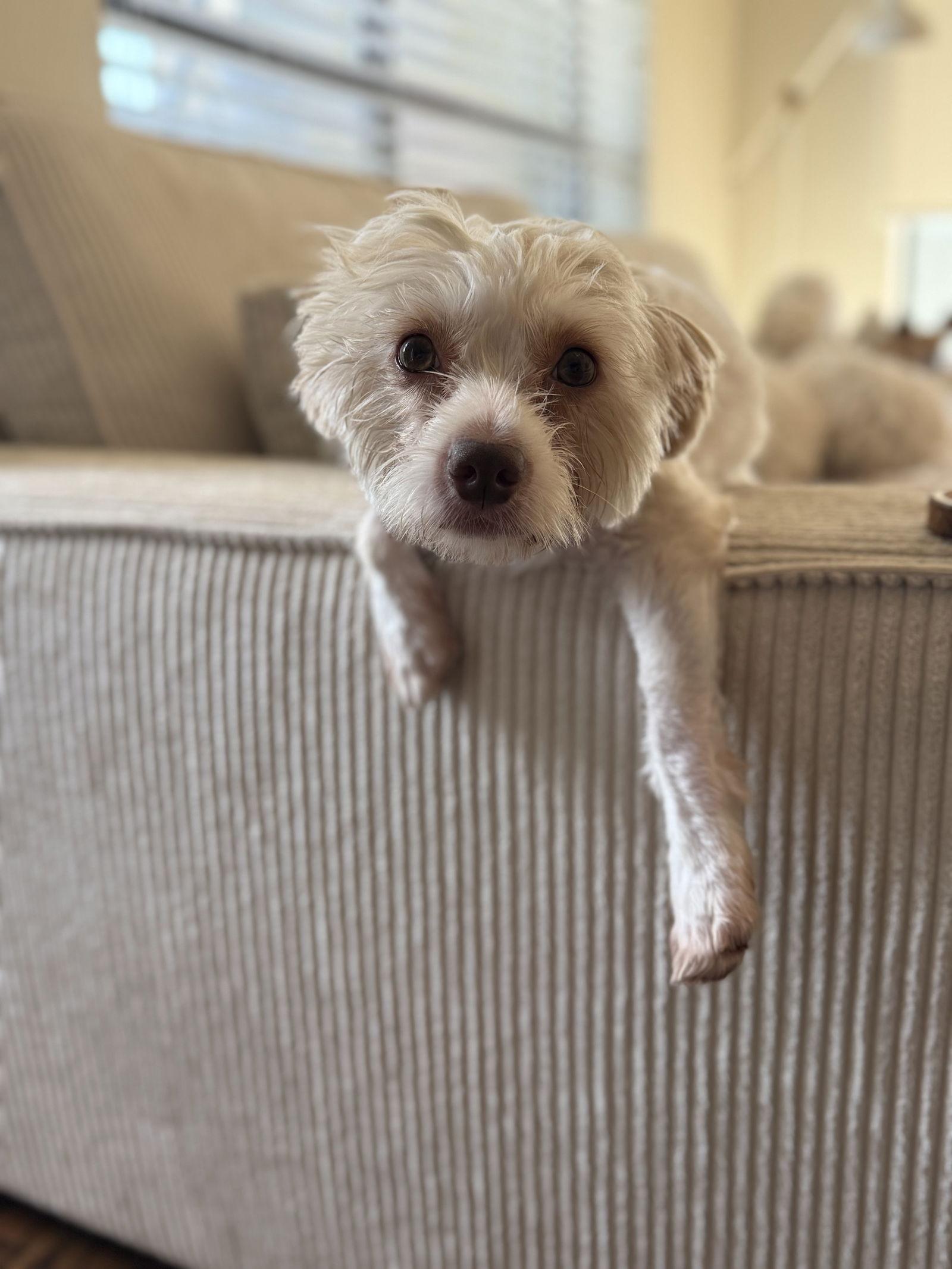 Enlarge Noodles, a Adoptable West Highland White Terrier / Westie in Houston, TX image 2/3