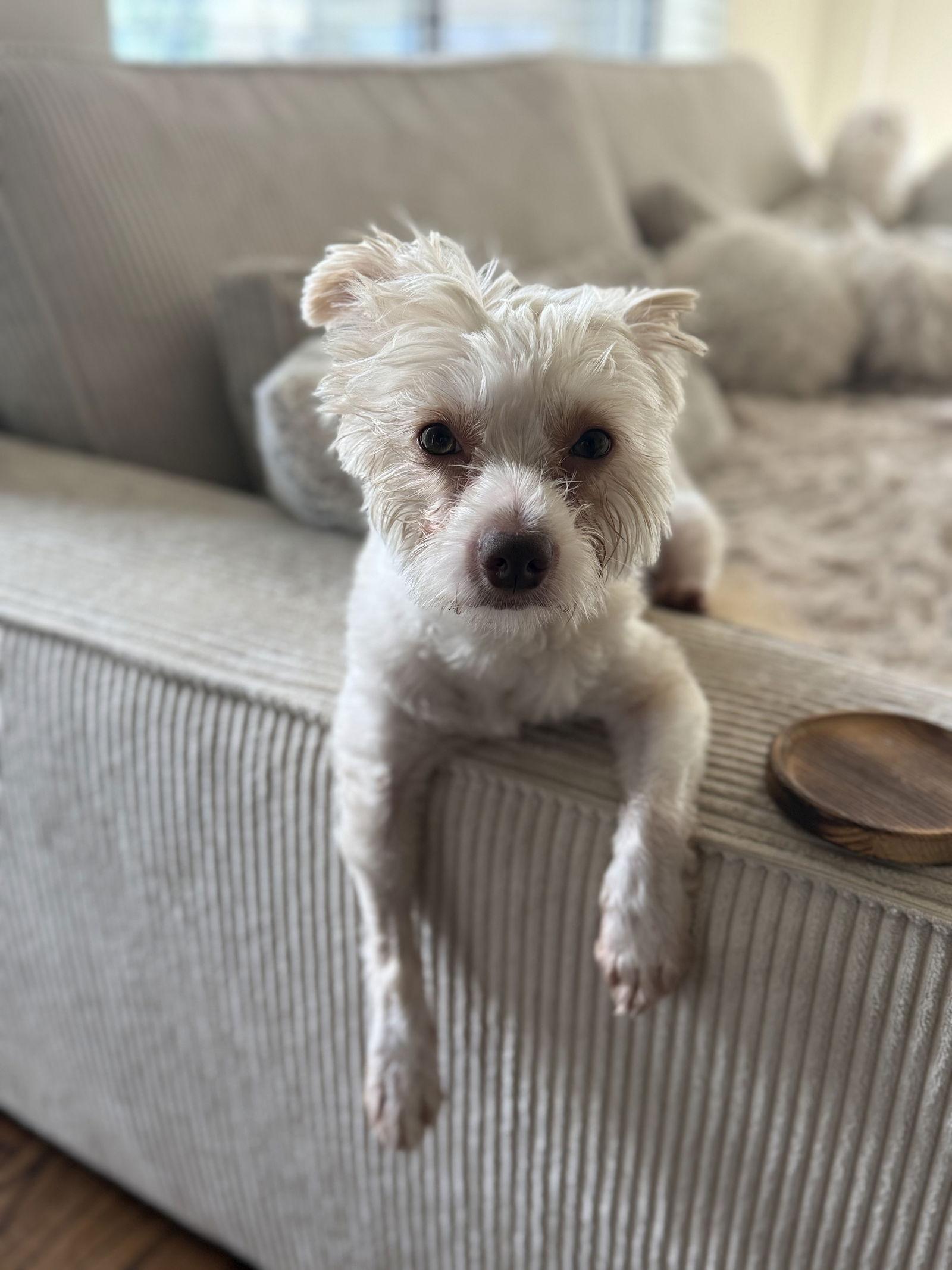 Enlarge Noodles, a Adoptable West Highland White Terrier / Westie in Houston, TX image 3/3