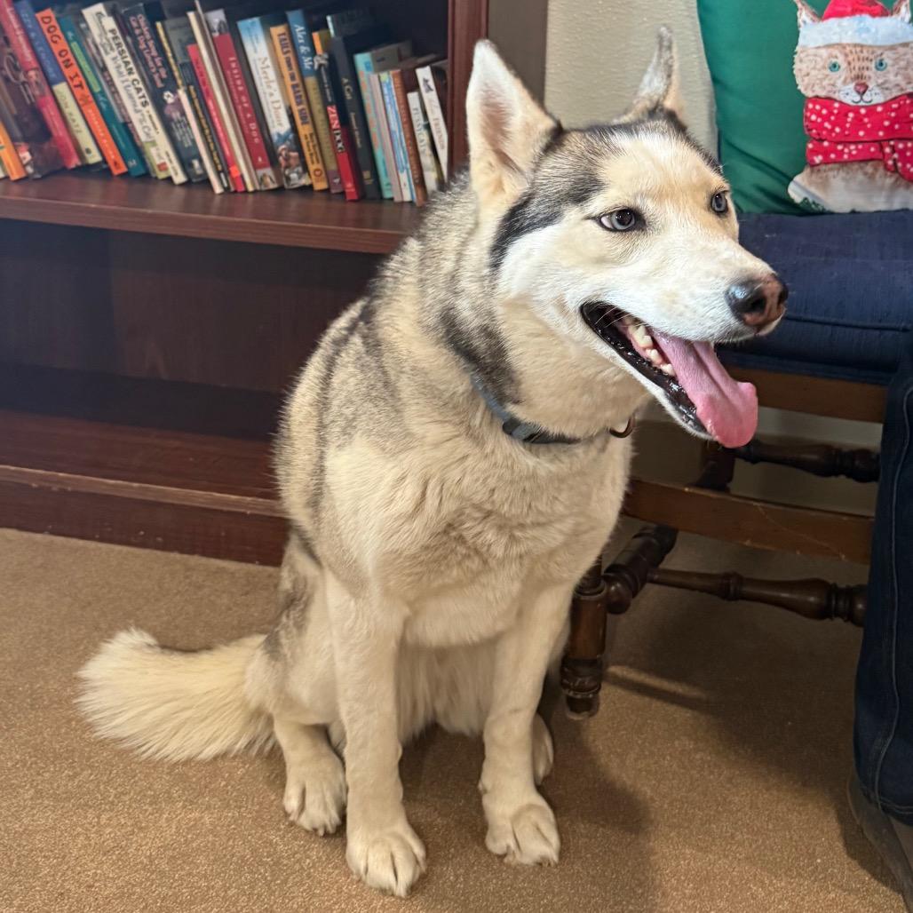 Maya, Adoptable, Adult Female Siberian Husky.