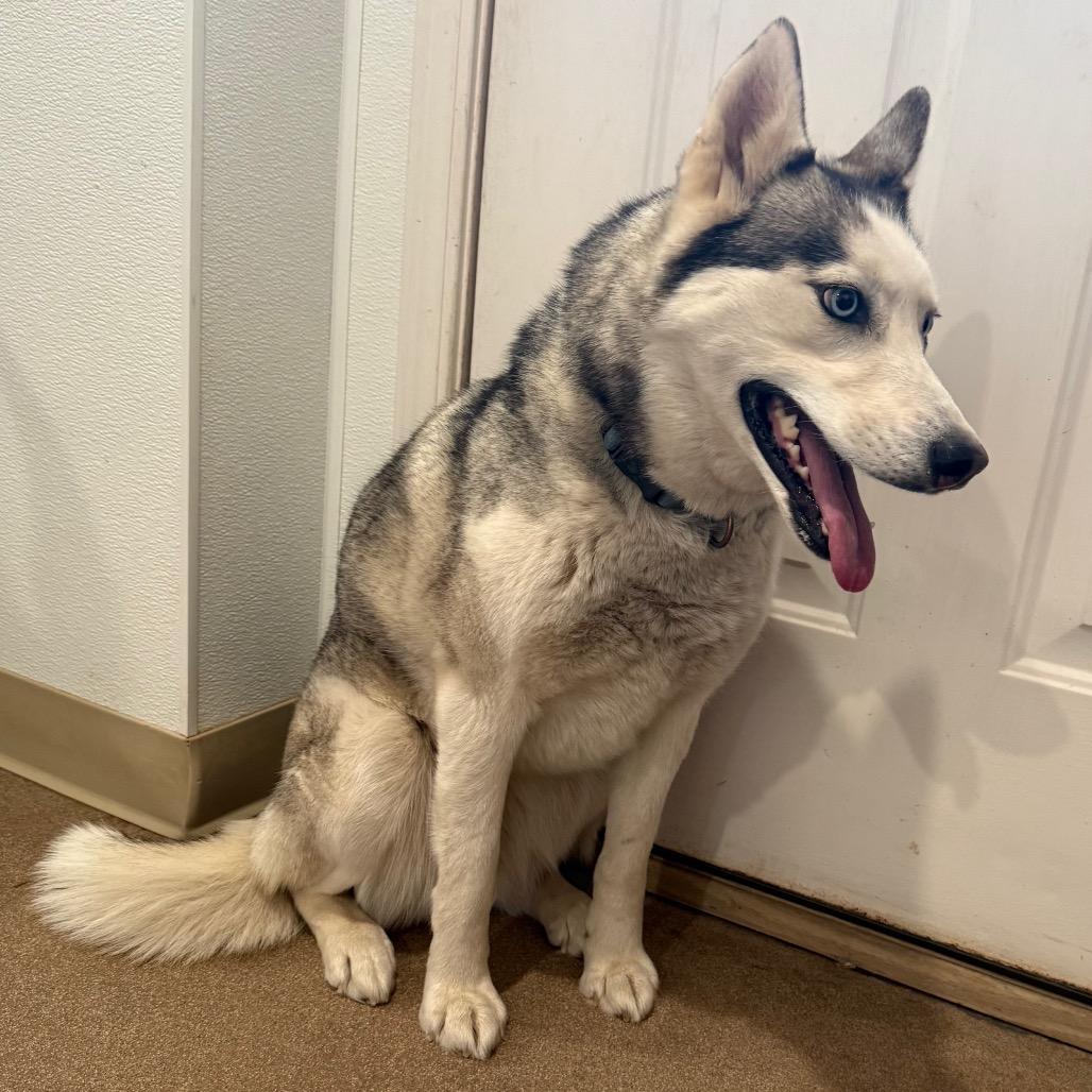 Maya, a Adoptable Siberian Husky in Cedaredge, CO image 2/6