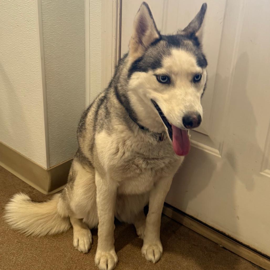 Maya, a Adoptable Siberian Husky in Cedaredge, CO image 3/6