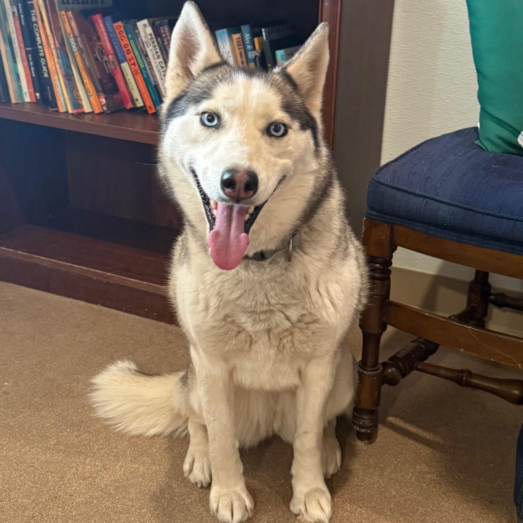 Maya, a Adoptable Siberian Husky in Cedaredge, CO image 4/6
