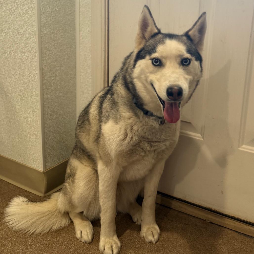 Maya, a Adoptable Siberian Husky in Cedaredge, CO image 5/6