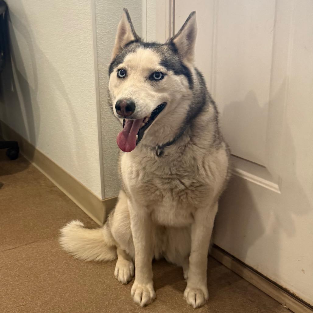 Maya, a Adoptable Siberian Husky in Cedaredge, CO image 6/6